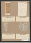 Navicula brasiliensis Grun. (de-Toni-Nr.: Genus 1, Species 135) Zeichnungen Sammlung Grunow Nr. 412 (NHMW-BOT-W0366723)